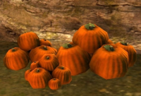 Pumpkin Patch